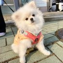 (주)스타몽 | 강아지하네스 추천 편안한 가슴줄 빌드업 구비펫