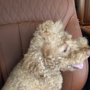 보듬 반려견미용실 이미지