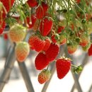 응골축제 이미지