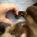 펫러버 그루밍 | 20-30대 고양이 키우기 | 5년차 집사가 알려주는 현실적인 반려묘 입양 후기 🐱