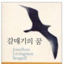 갈매기의 꿈 이미지