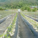 소연농장 이미지