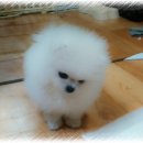 소미애견 농장 이미지