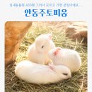 주토피움 | 안동주토피움 모르고 가면 정말 후회하셔요!