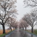임진어린이집 | [연천벚꽃길] 최북단 연천 군남면 임진강 벚꽃, 마지막 벚꽃축제.