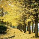 잎사귀들 ... 이미지