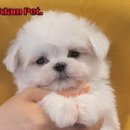 쓰담쓰담애견샵 이미지