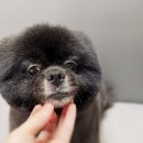 몽꾸르펫트하우스 이미지