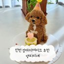댕파티셰 | 인천 강아지 케이크 추천 댕파티셰 : 강아지 생일 케이크 예약 후기