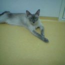 지니하니 이미지