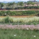 갈대정원 이미지