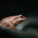 청개구리 이미지