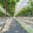 홍이농장 이미지