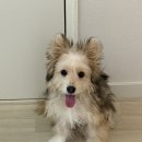 퍼피모리 | 모리랑 함께하는 광주 애견카페 탐방 1탄 캄포 펫그라운드