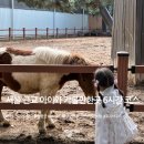 가-6 | 서울 근교 아이와 가볼만한곳 6시간 코스 | 안성 팜랜드 + 코지하우스 후기