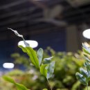 음지농장 | 고사리 전문 농장 설치사례｜암흑상점과 히포팜텍 UFO 투명 사용 후기