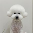 댕실댕실 이미지