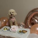 퍼피야미 이미지