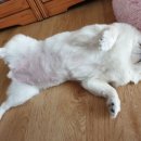 우리집 똥강아지 이미지