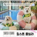 힐스톤애견풀빌라 | 경주 애견 동반 독채 펜션 힐스톤 풀빌라 수영장 가족여행