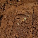 천궁장의 이미지