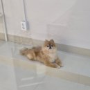 더개편한세상