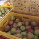 보람 농원 이미지