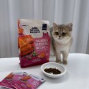 콩캣 | 내추럴발란스 L.I 연어&amp;완두 레시피 드라이 캣 푸드 급여 후기