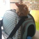 멍멍이랑 사랑하기 이미지