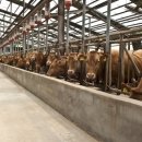 K-farm농장 이미지