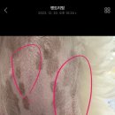 펫트리멍 이미지