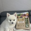 하우스독 | ANF 무해하우스, 이즈칸 독 알러지프리 2.5KG 강아지사료 후기