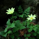 꽃 우리 이미지