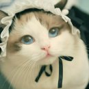 나만고양이없어 이미지