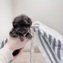 디어퍼피 이미지