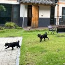 가평한옥애견펜션 이미지