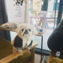 캐비어동물메디컬센터 네이버블로그