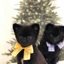 참견(犬) 이미지