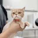 더블유(W) 고양이 미용센터 | 인천고양이미용 W고양이미용센터 무마취 15분