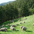 오구목장 이미지