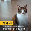 장동윤-세계 국제구조위원회 고양이 가족들을 만나보세요!-동이사진^^ 이미지