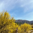 월현천 | 2026 구례 산수유꽃 축제 일정 후기 개화율 확인 포토스팟