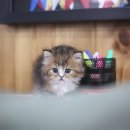 안심브리더 | 드디어 찾았다! 냥이 가족 맞이, 포천고양이분양 브리더클럽 후기
