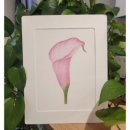 [성인] 색연필로 그리는 꽃 그림 보태니컬 아트 이미지