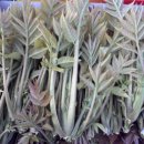 우리참옻 이미지