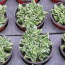 천금농장 이미지