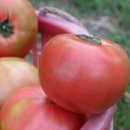 토마토 이미지