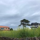 그여름애월바다 이미지