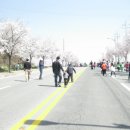 관작리 벚꽃길 이미지