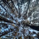 소나무숲 이미지